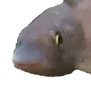 :weirdfish: