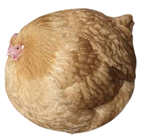 :chorb: