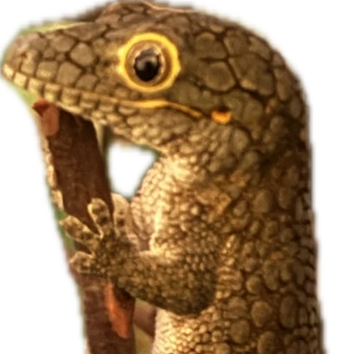 geck