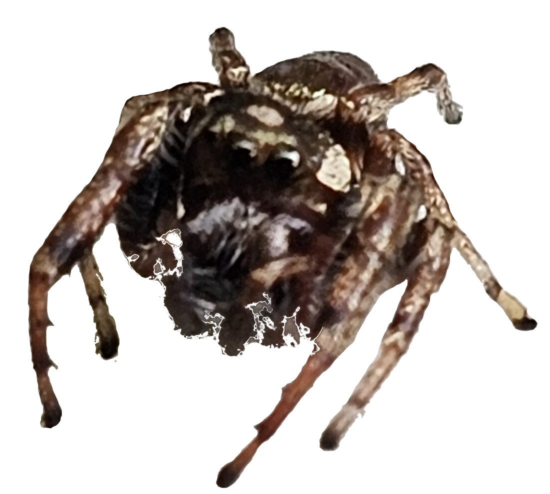 :jumpingspider2: