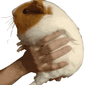 :pigshake_right: