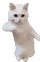 :wiggadancecat:
