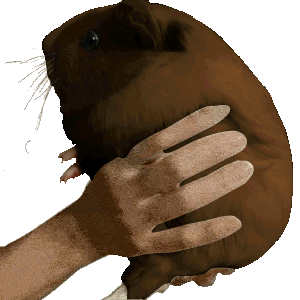 :nigshake_right: